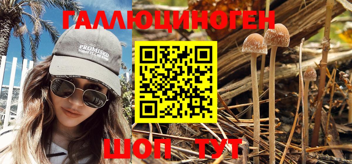 Урюпинск  Псилоцибиновые грибы Psilocybe  наркошоп  Вход с VPN 